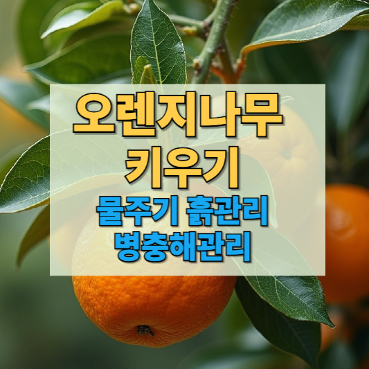 오렌지 나무 키우기