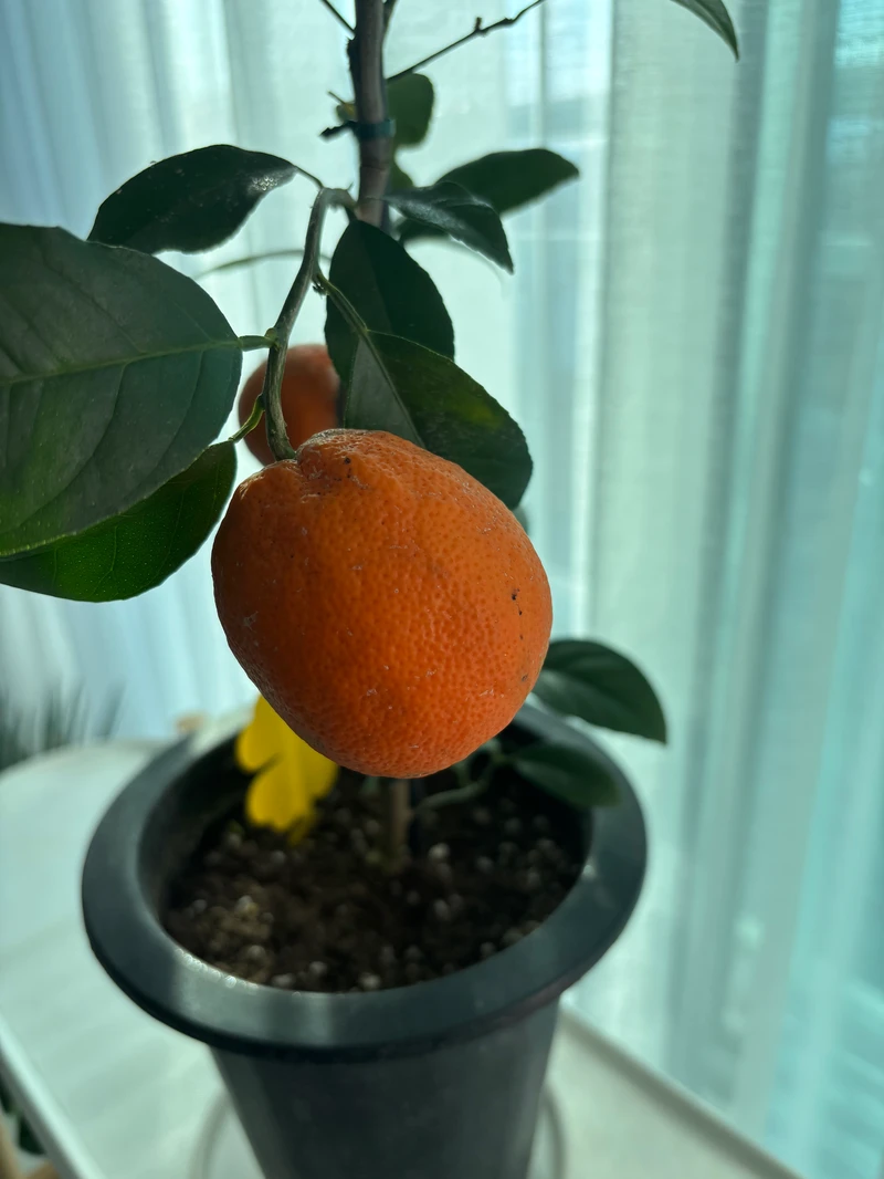 orage tree fruit