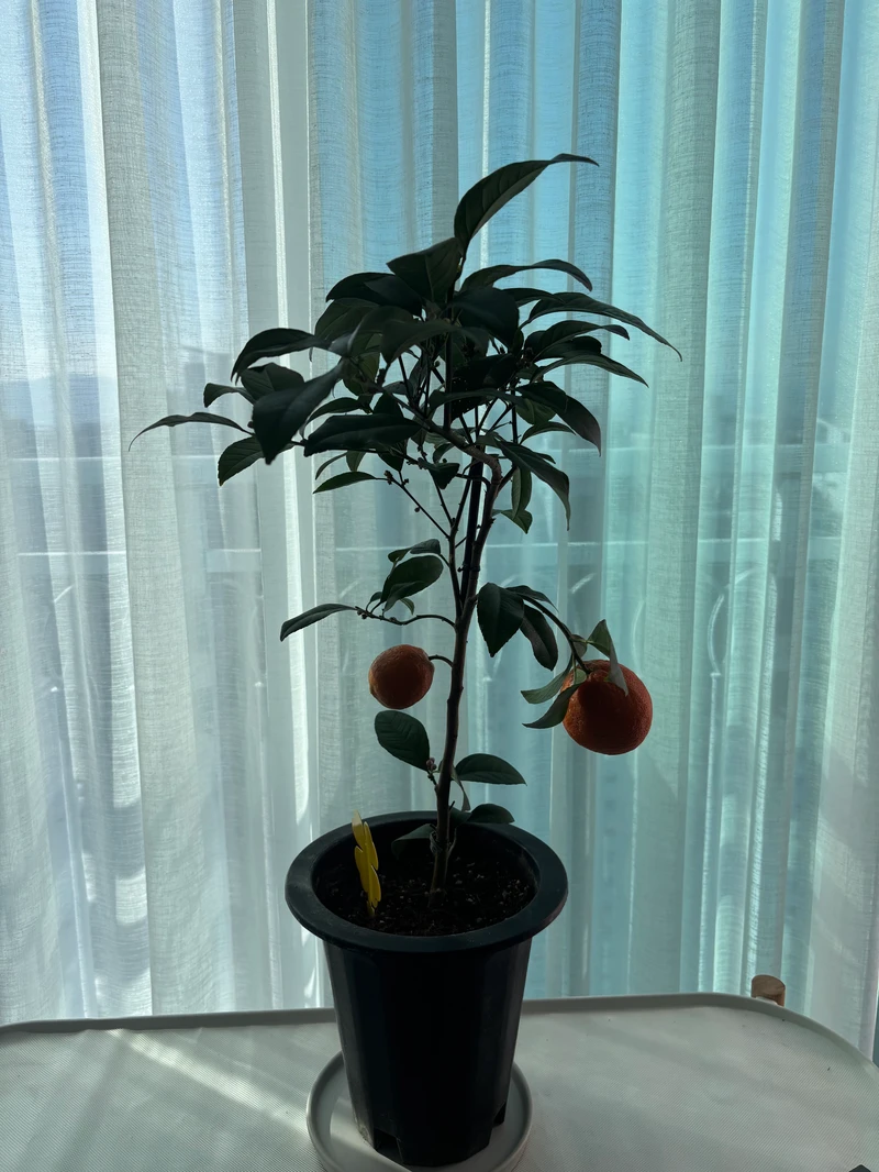 orange tree